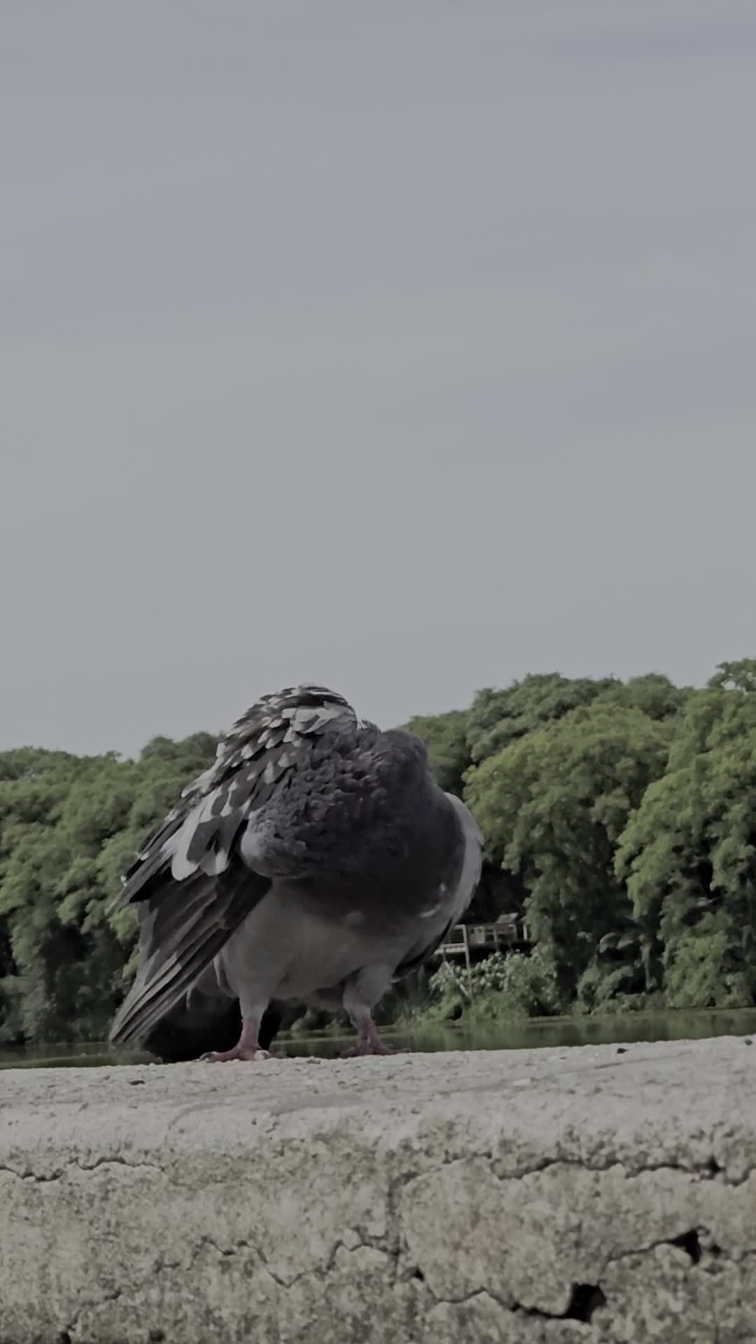 Birds Short Videos, Download The BEST Free 4k Stock Video Footage ...