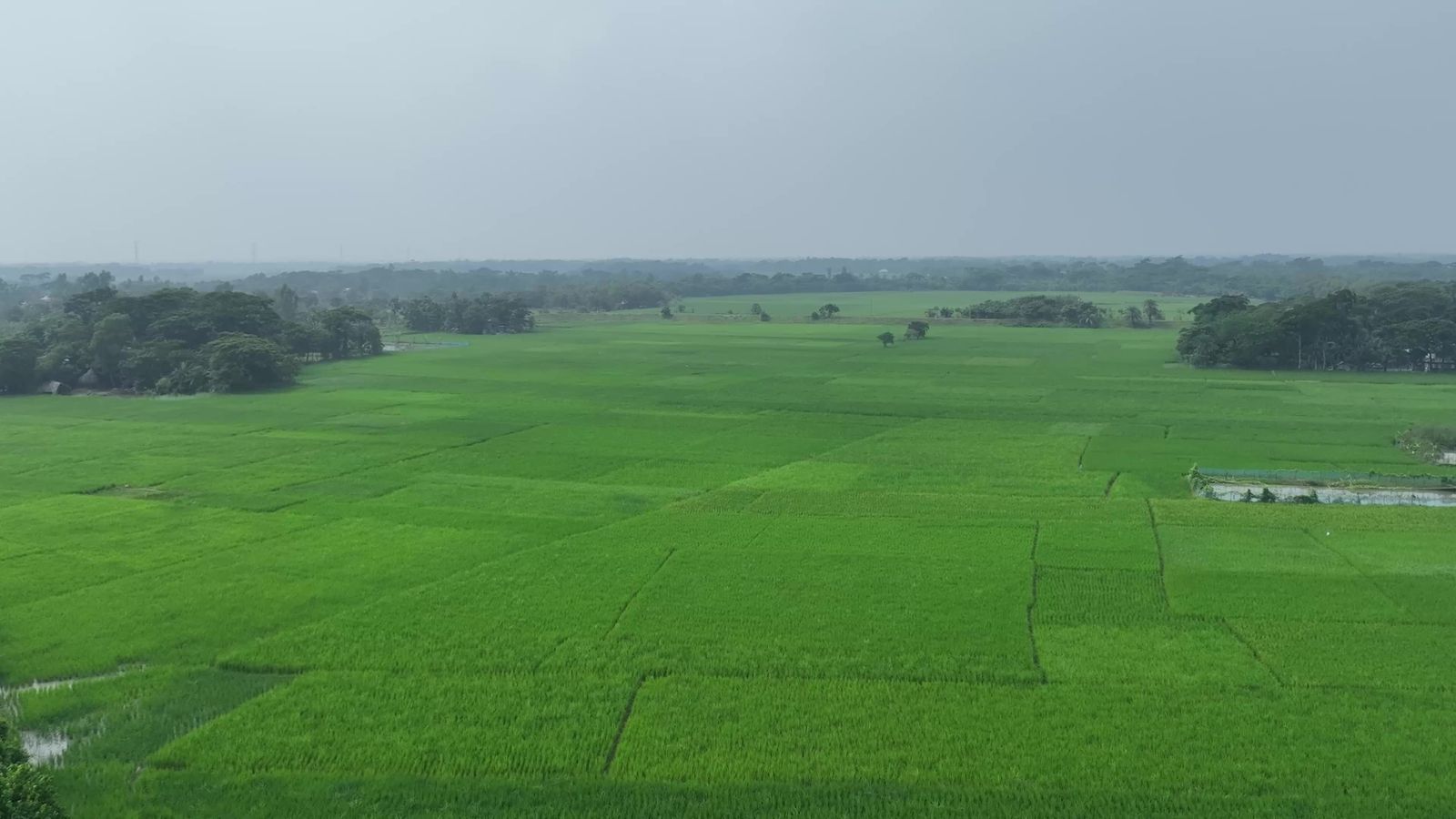 Aerial View of Lush Green Fields in Bangladesh Free Stock Video Footage ...