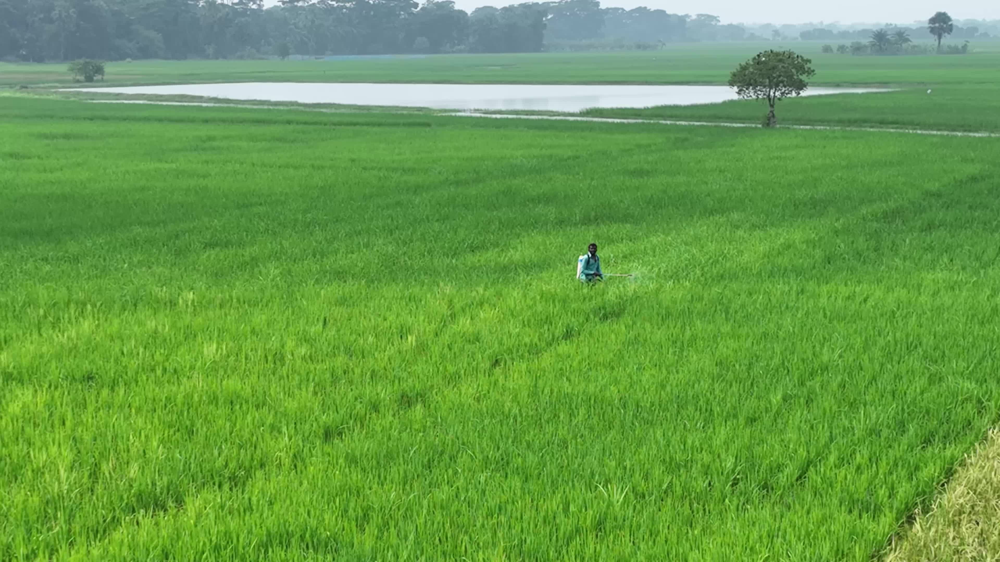 Lush Green Rice Fields in Rural Bangladesh Free Stock Video Footage ...