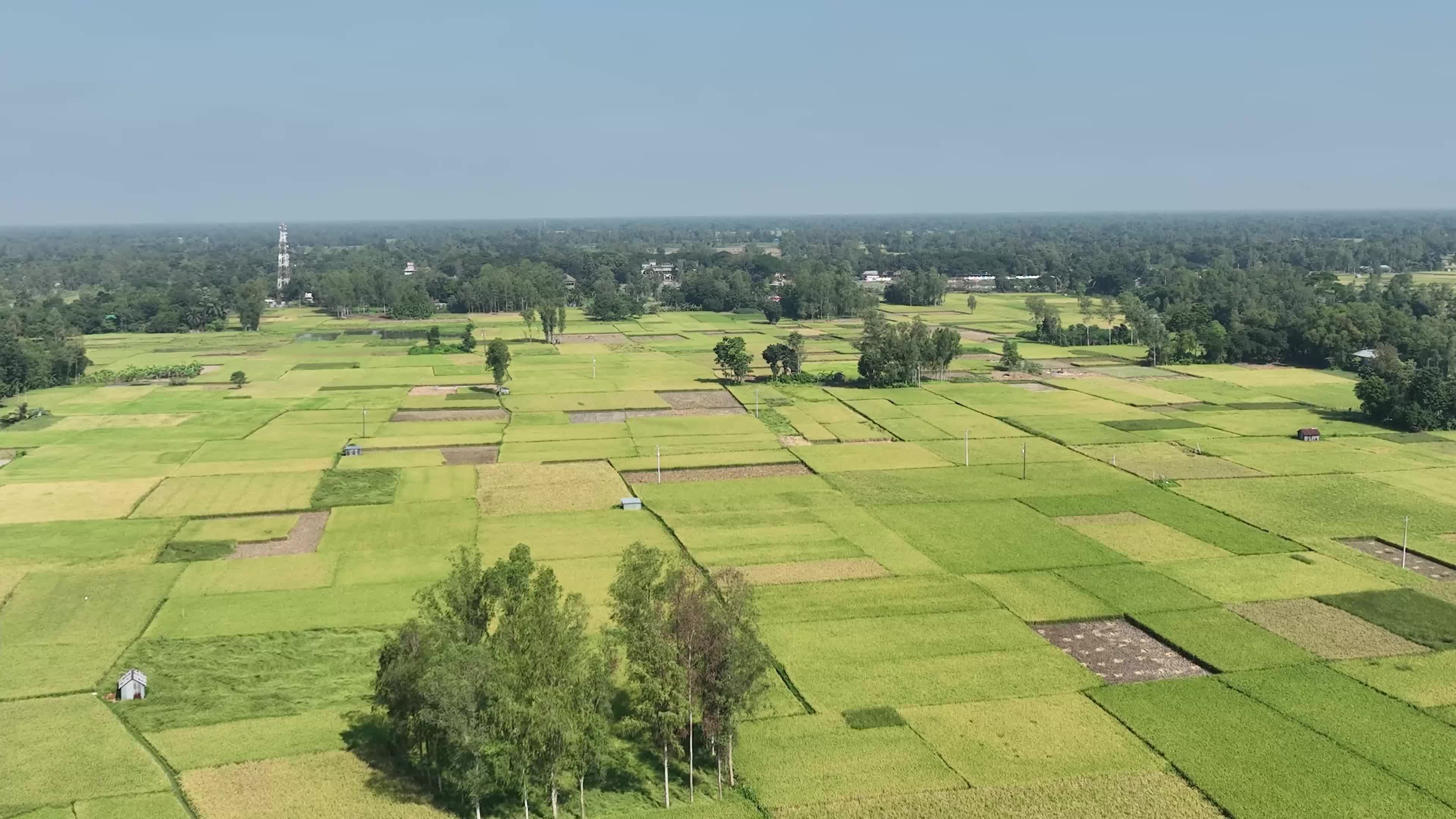Scenic Aerial View of Bangladesh's Lush Rice Fields Free Stock Video ...