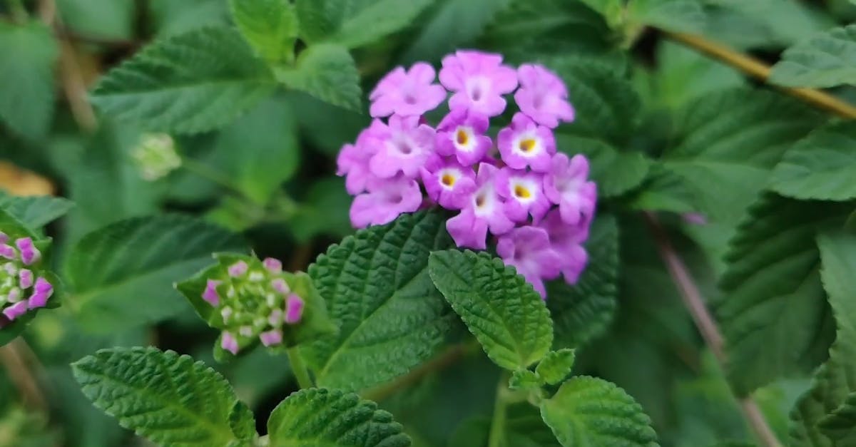 Un Racimo De Pequeñas Flores Moradas · Vídeo de stock gratuito Un Racimo De Pequeñas Flores Moradas · Vídeo de stock gratuito