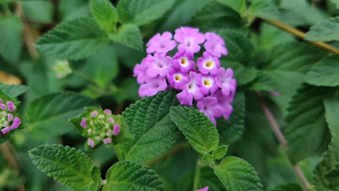 A Cluster Of Small Purple Flowers Free Stock Video Footage Royalty