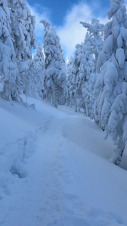 Serene Winter Snowy Forest Pathway Free Stock Video Footage, Royalty ...