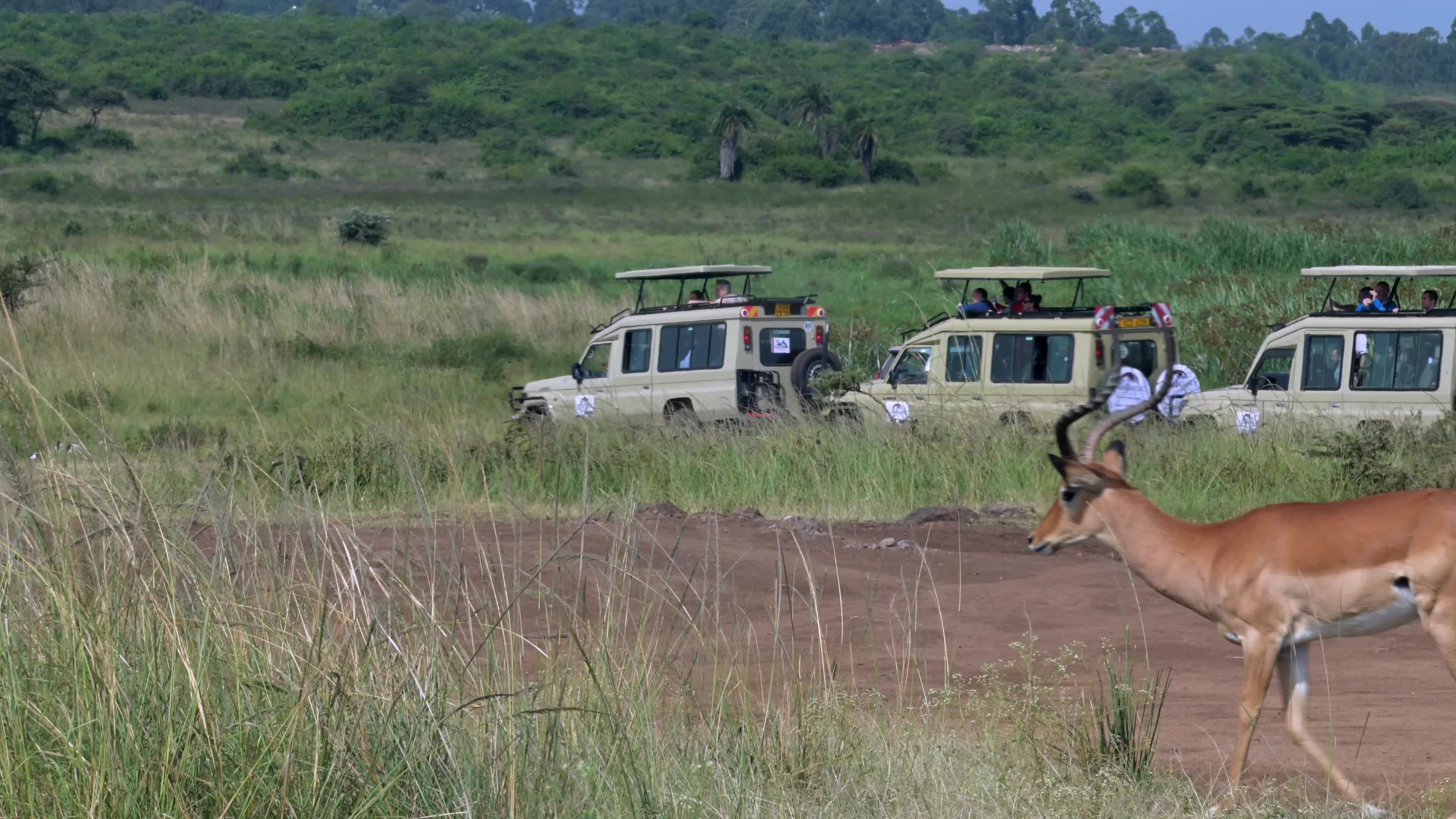 African Wildlife Safari with Gazelle Free Stock Video Footage, Royalty ...