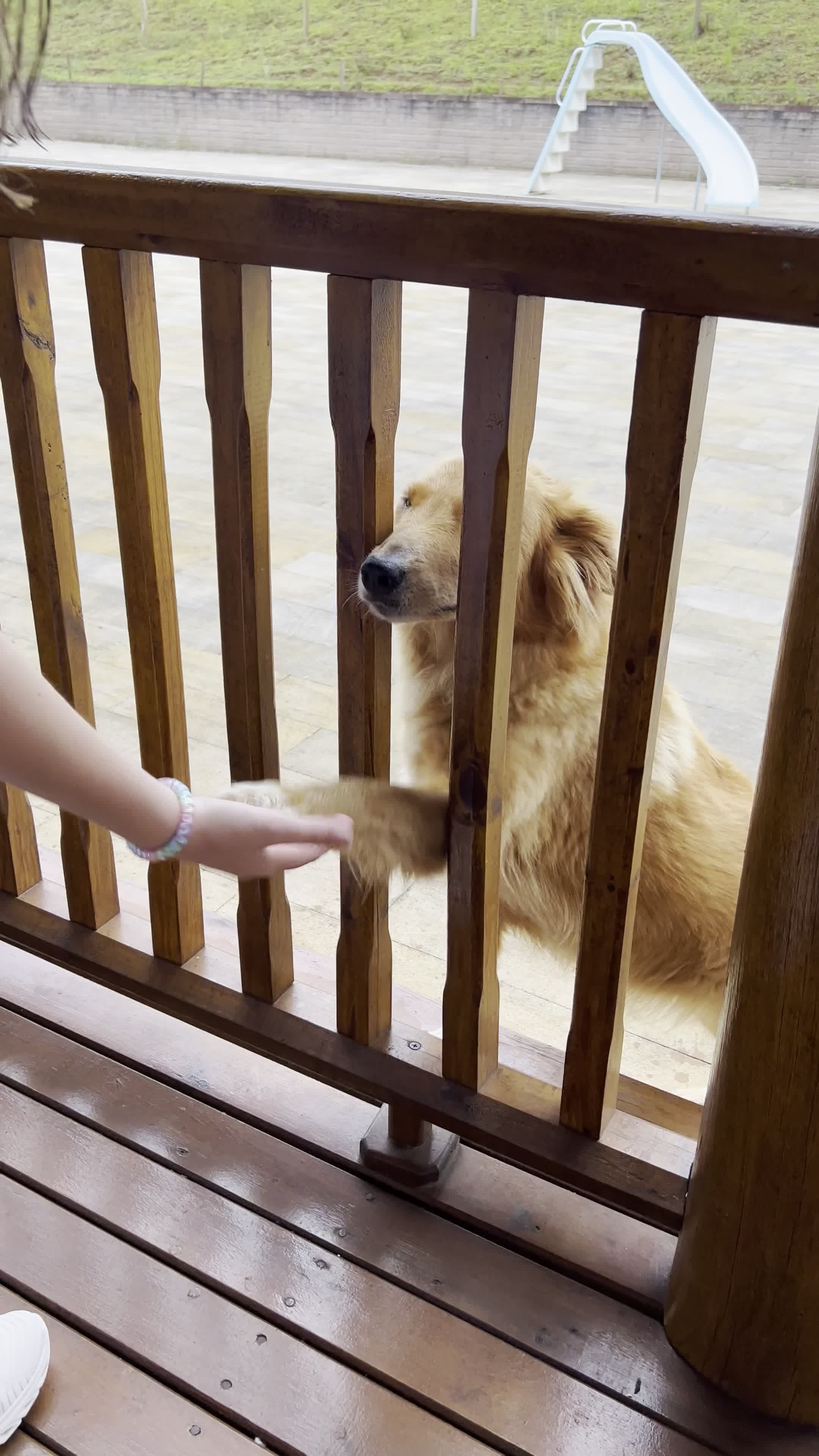 send this to a dog lover
🎥 Valmir Zanellato · Pexels
#pets #dogs #cats #cute #animals