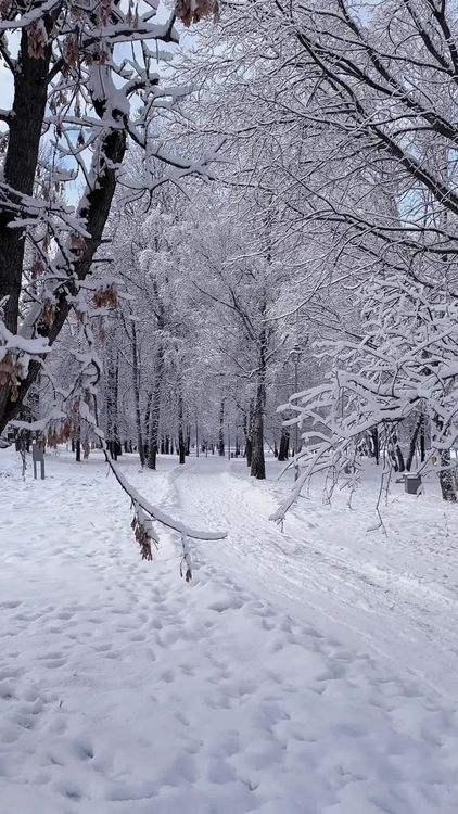 Winter Wonderland Snowy Forest Path Free Stock Video Footage, Royalty ...