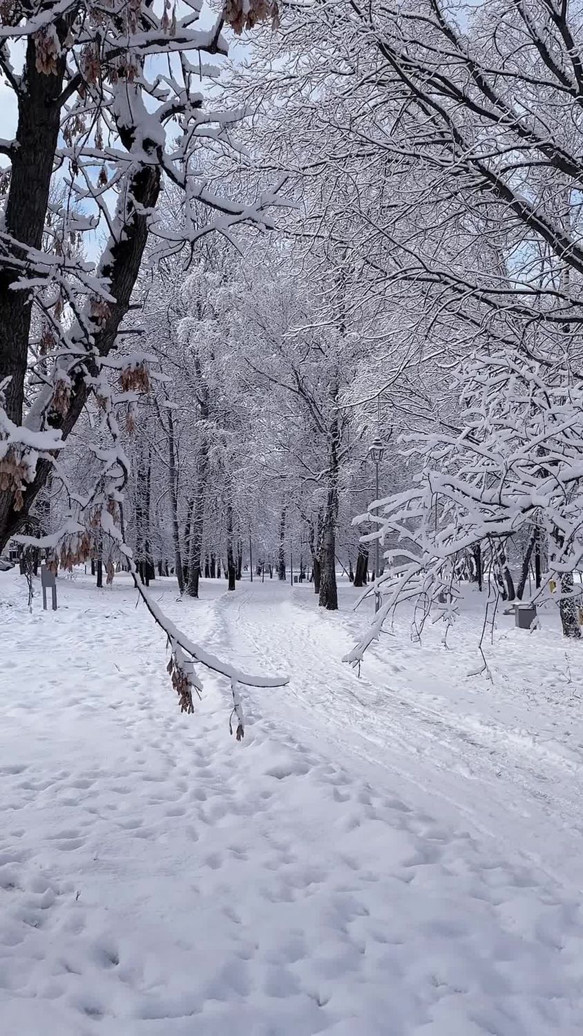 Winter Wonderland Snowy Forest Path Free Stock Video Footage, Royalty ...