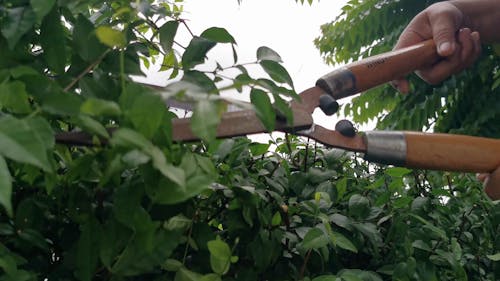 A Person Trimming The Garden Plants Using A Pruners