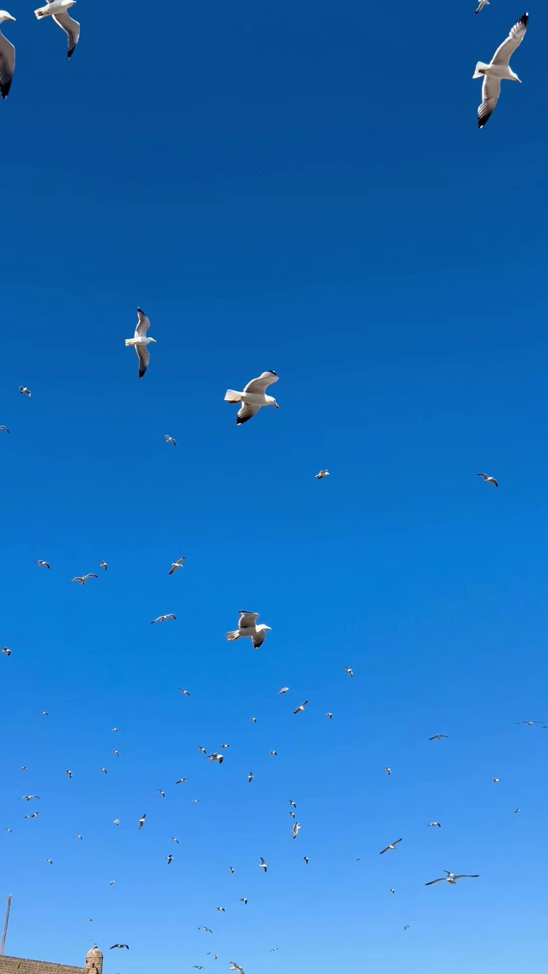 Video by Kristen Haennel