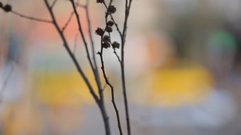 伊朗视频素材免费下载高清视频视频素材