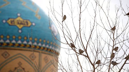 Een Zwerm Vogels Zat Op Een Bladloze Boom