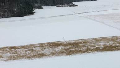 aerial view of roe deer in snowy winter field