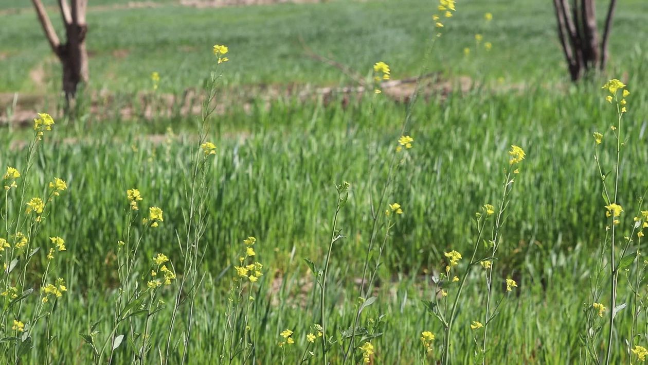Vibrant Spring Meadow with Blooming Wildflowers Free Stock Video ...
