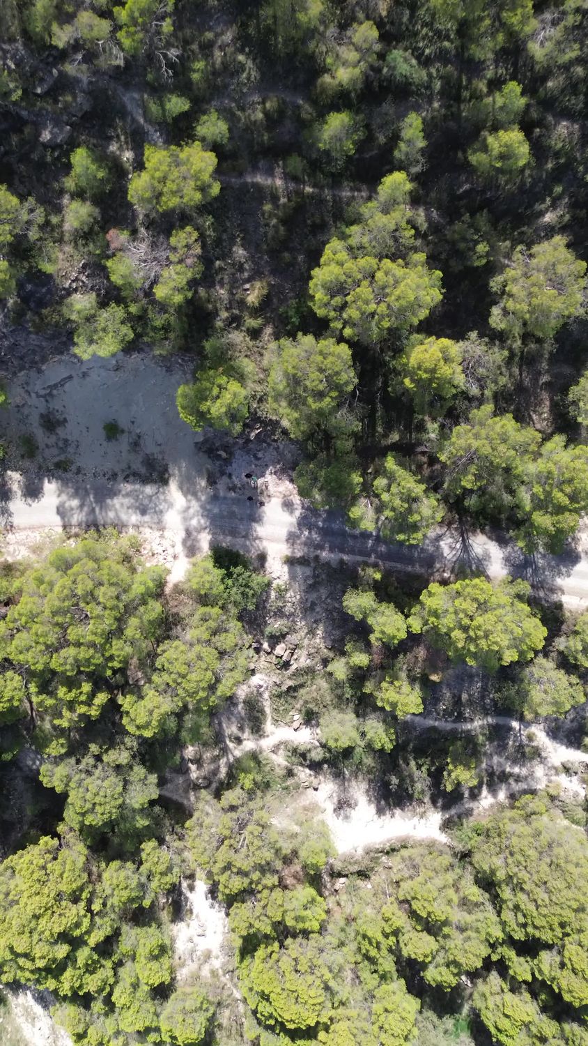 Aerial View of Lush Green Forest Pathway Free Stock Video Footage ...