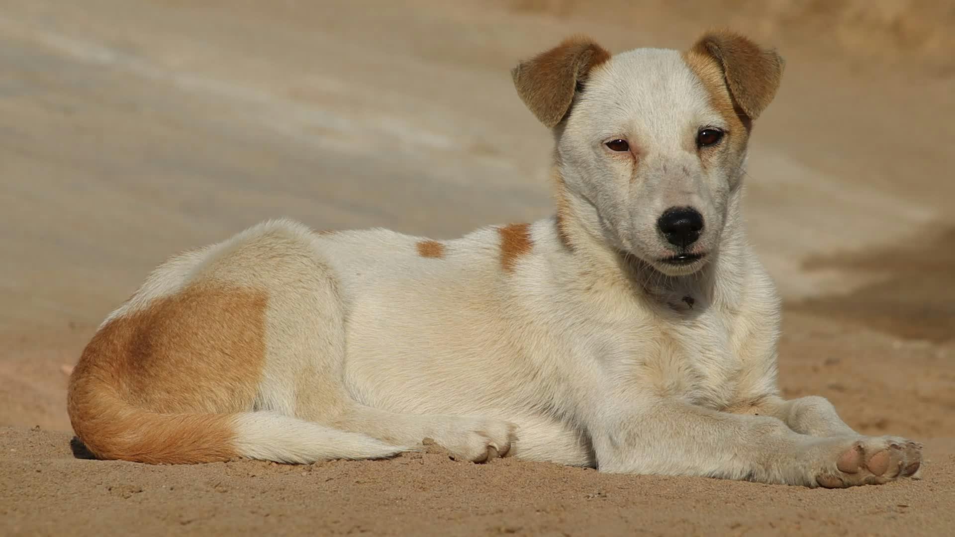 Pexels Video 30797055