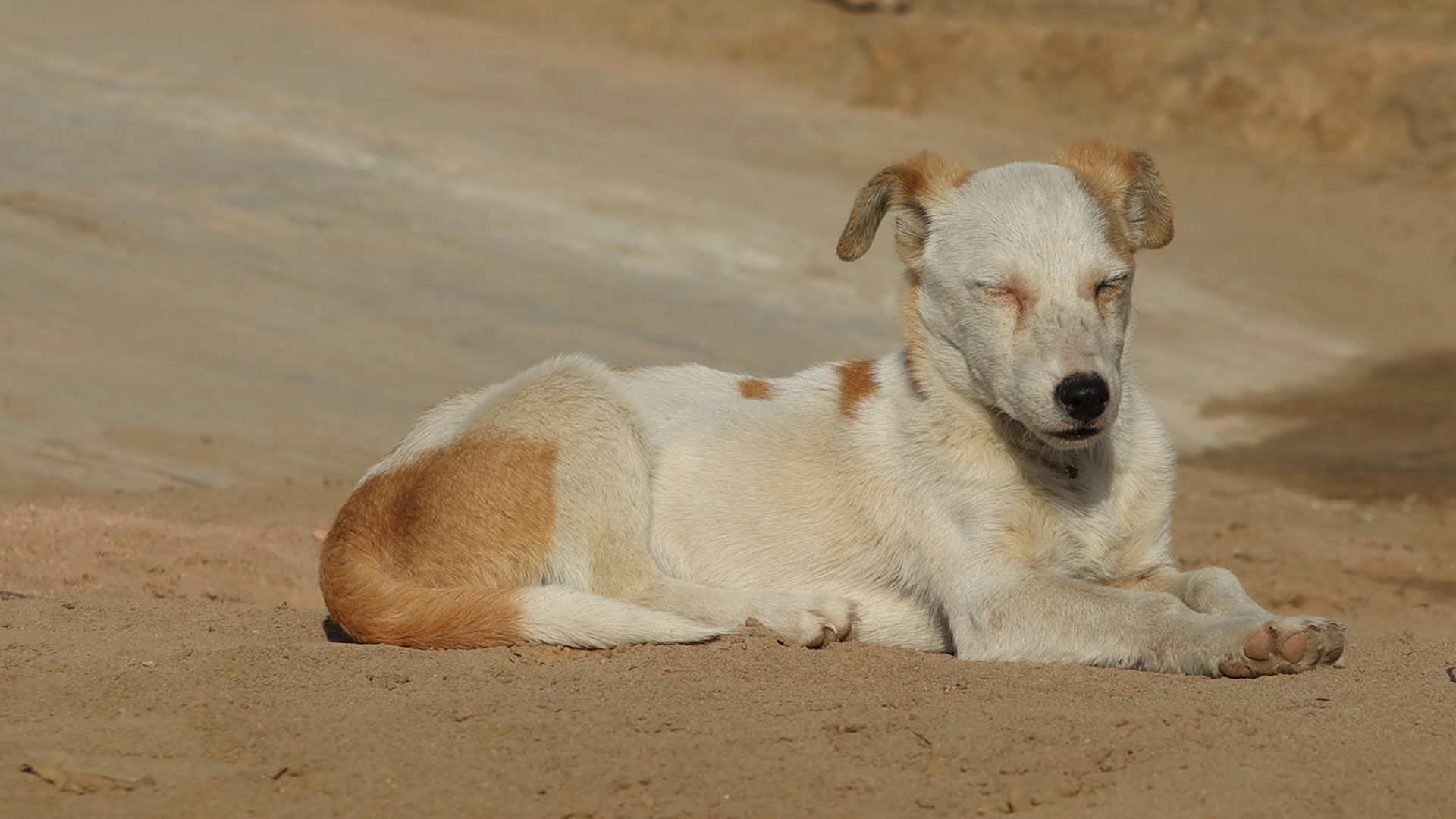 Pexels Video 30797059