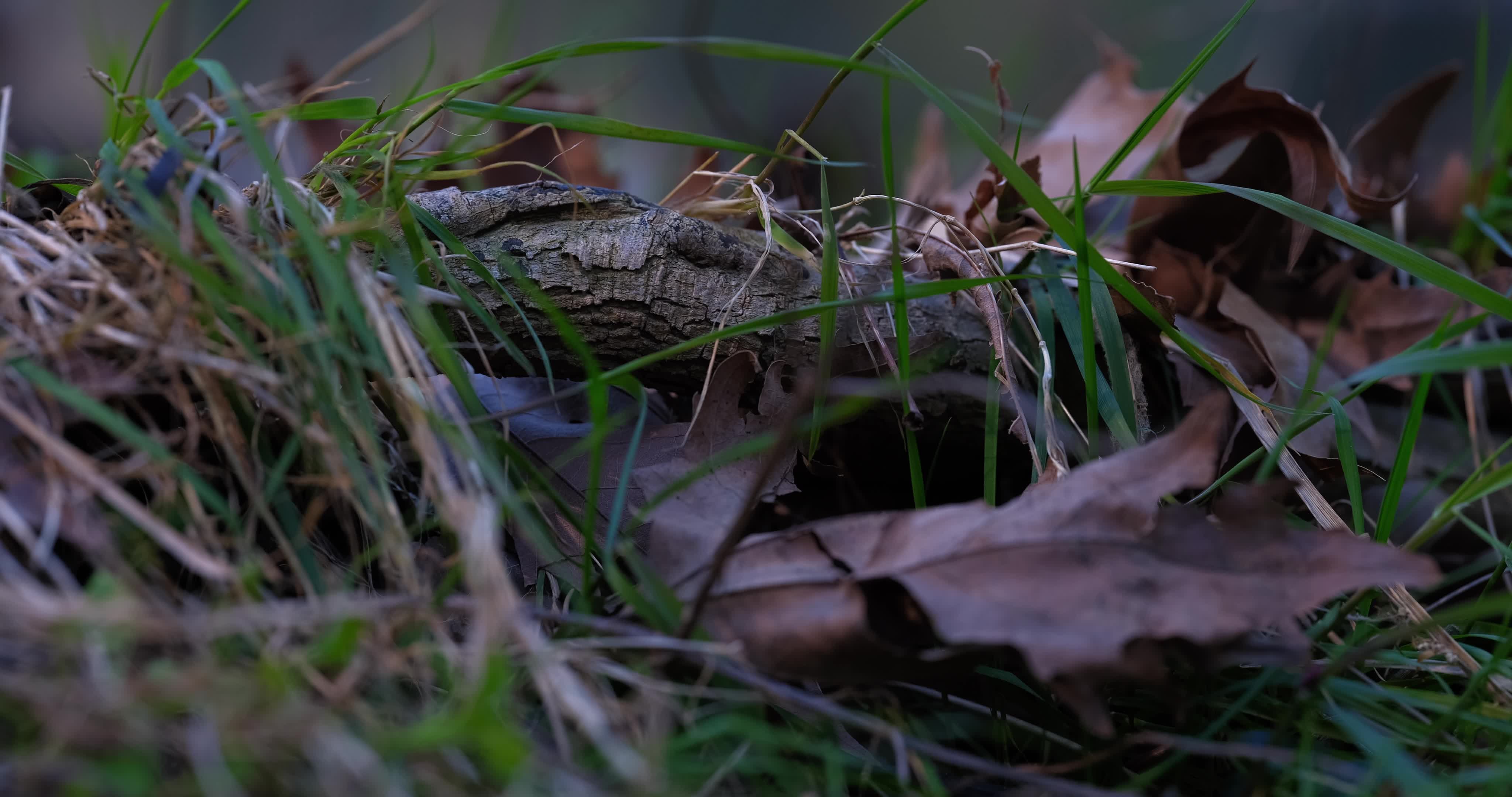 Video by Engin Akyurt