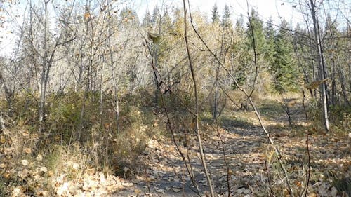 Un Sentiero Con Foglie Cadute Nel Bosco