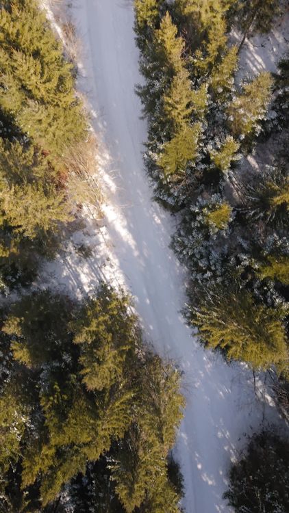 Aerial View of Snowy Forest Pathway in Winter Free Stock Video Footage ...