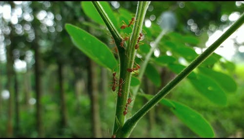 Close-up Footage Of An Army Of Fire Ants Moving Around The Stem Of A Green Plant