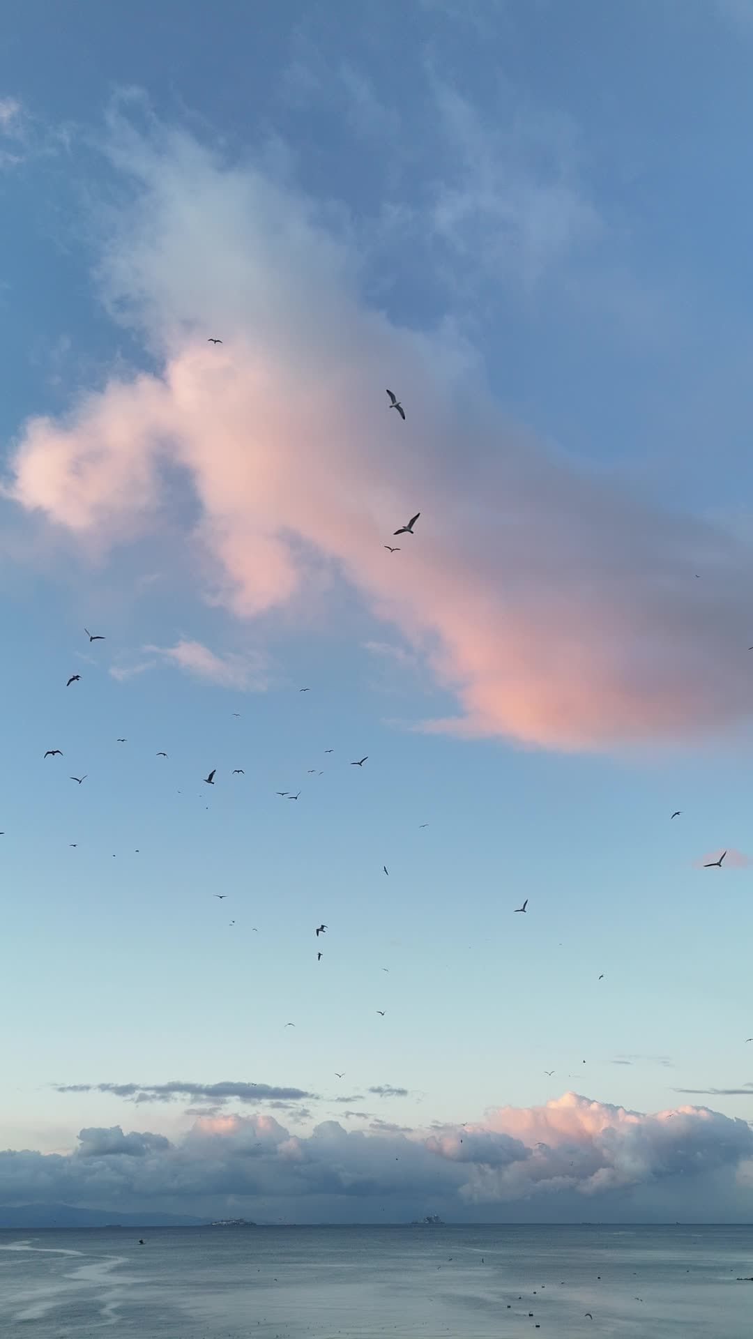 Aerial View of Birds Flying at Sunset Free Stock Video Footage, Royalty ...