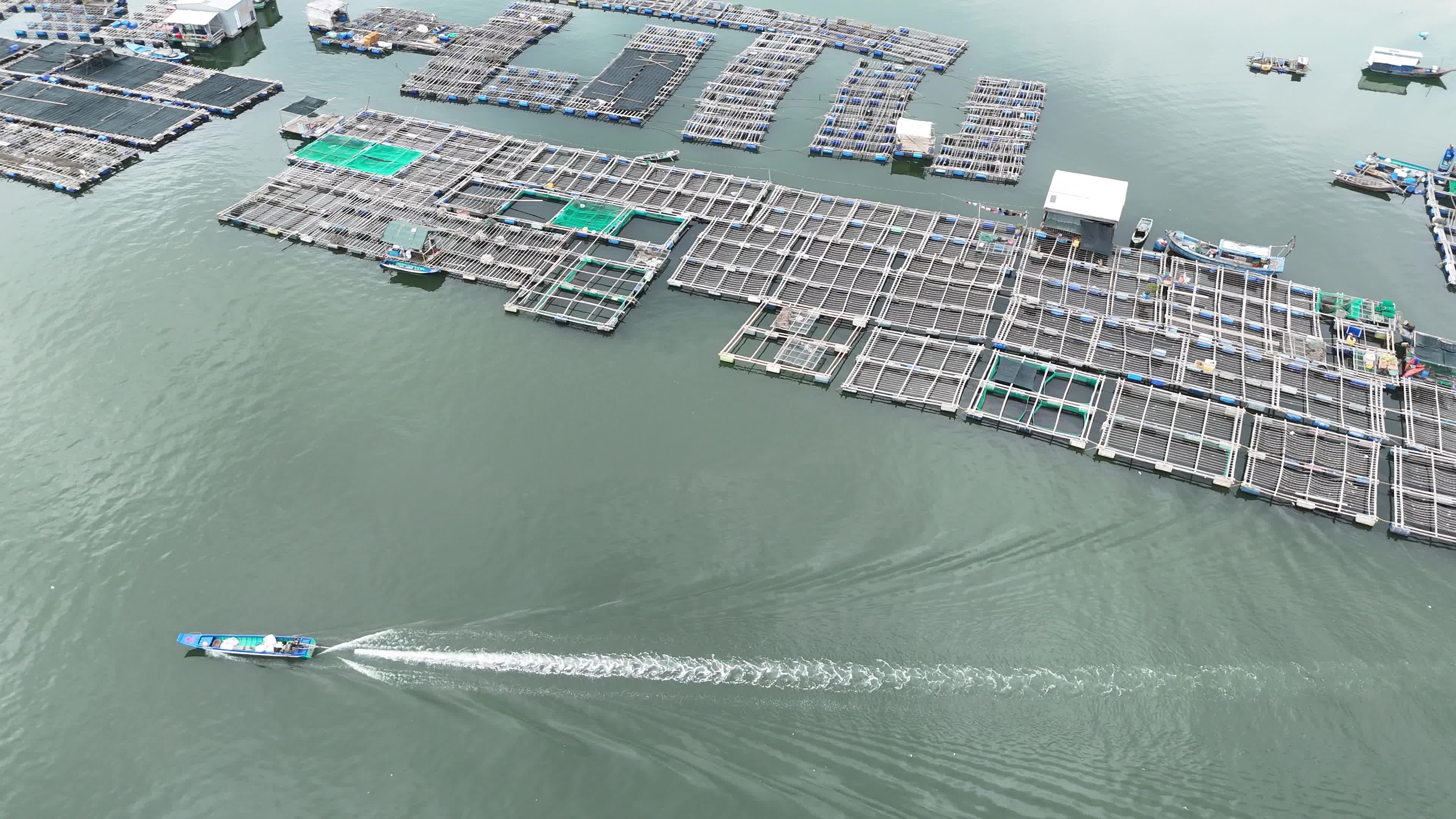 Fish Farm video