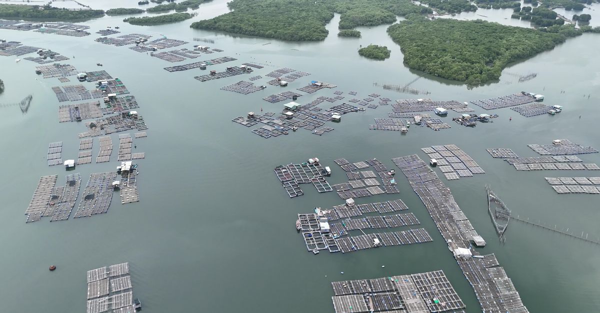 Aerial Fish Aerial View of Expansive Fish Farms in the Sea Free Stock Video Footage ...