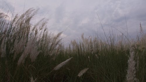 Een Natuurlijk Landschap Van Katjesbloemen