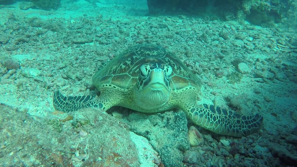 Turtle Chilling Calm Green Sea Turtle Resting Underwater Free Stock Video Footage ...
