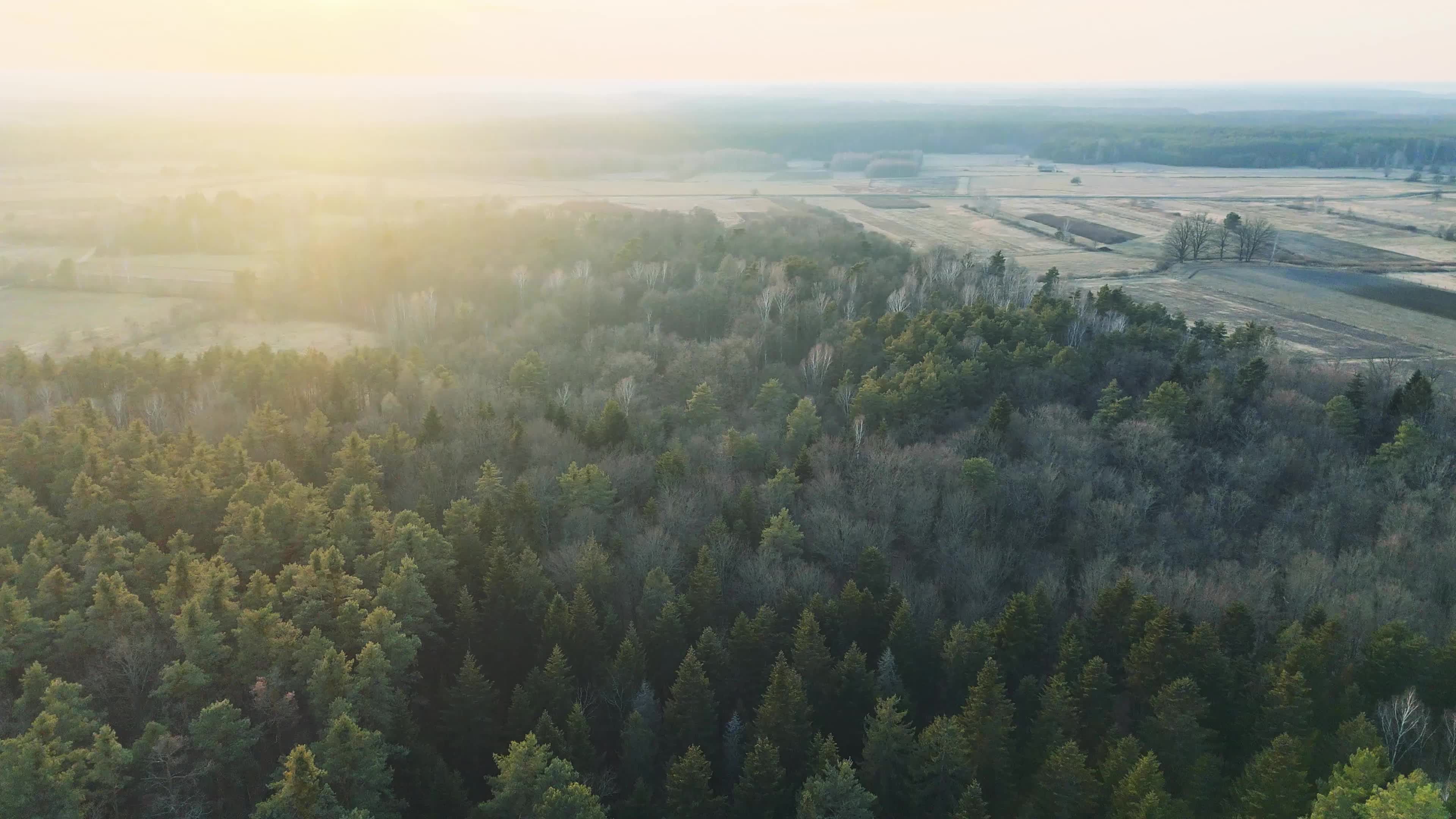 Aerial View of Forest at Sunrise Free Stock Video Footage, Royalty-Free ...