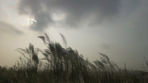 Piękna Naturalna Sceneria Pod Ciemnym Niebem