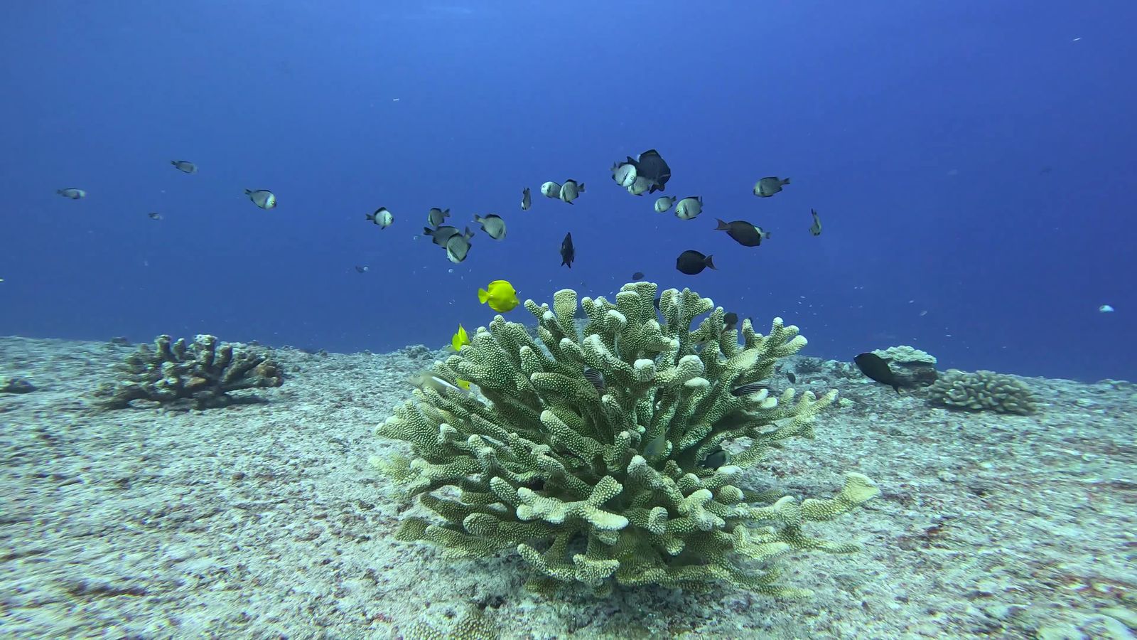 Reef Exploration Vibrant Underwater Coral Reef Exploration Free Stock Video Footage ...