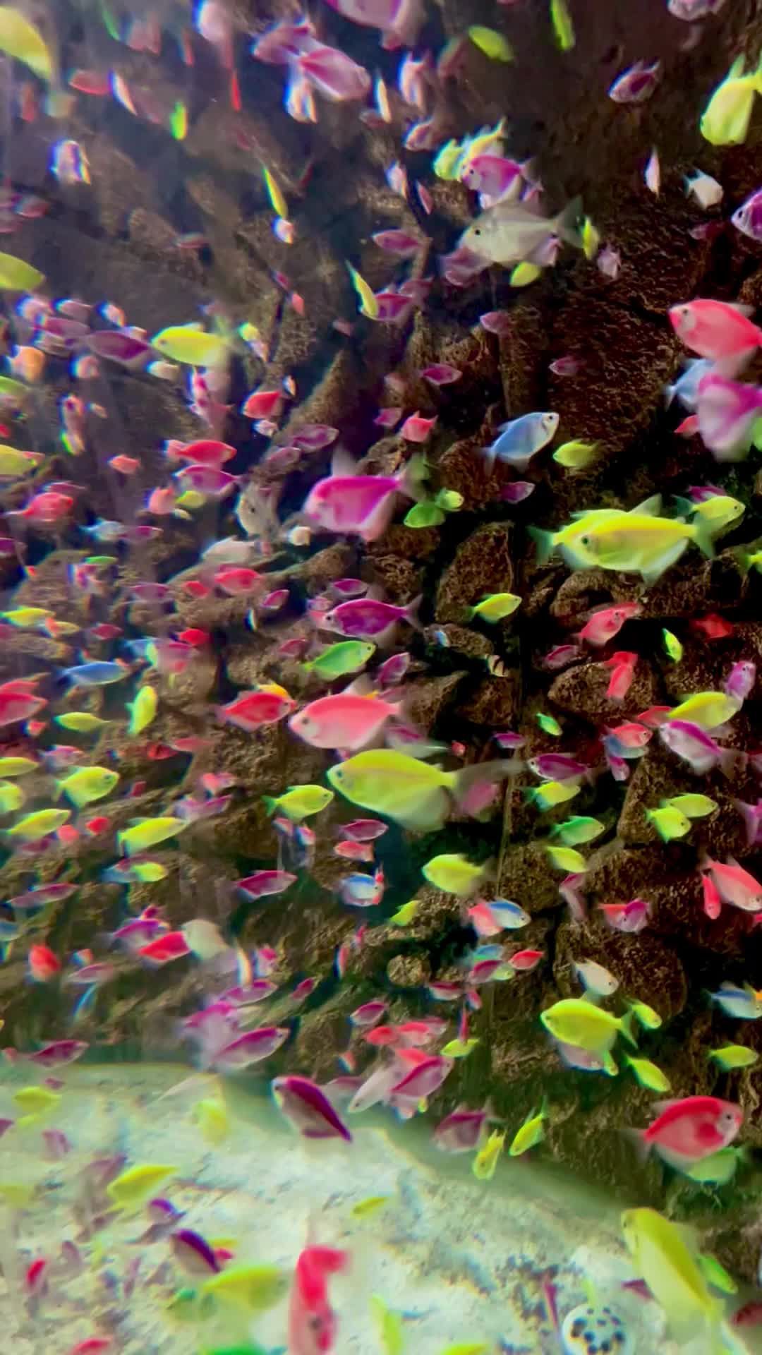 Colorful Fish Swimming in a Vibrant Aquarium Free Stock Video Footage ...