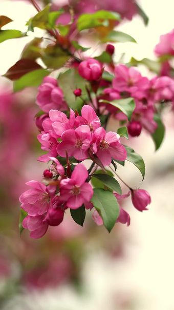 花免费下载免费下载免费下载视频素材