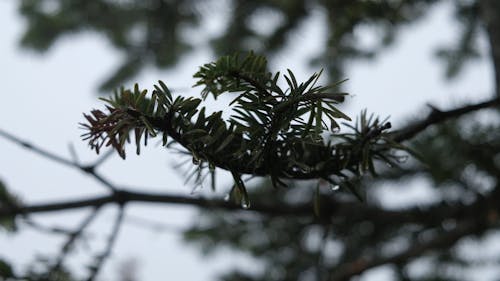 Close-Up View Of Leaves With Water Droplets