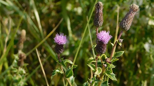 A Milk Thistle Plant Swaying In The wind