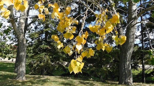 Tree Leaves Vibrates With The Blow Of The Wind