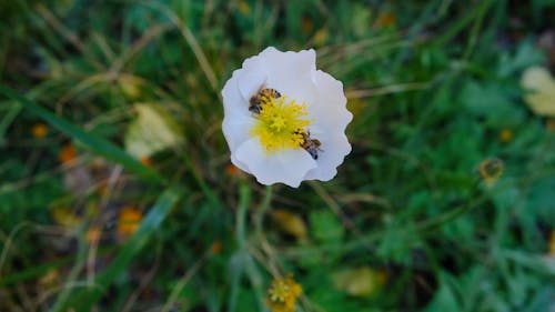 Een Paar Bijen Die Zich Voeden Met De Nectar Van Een Bloem