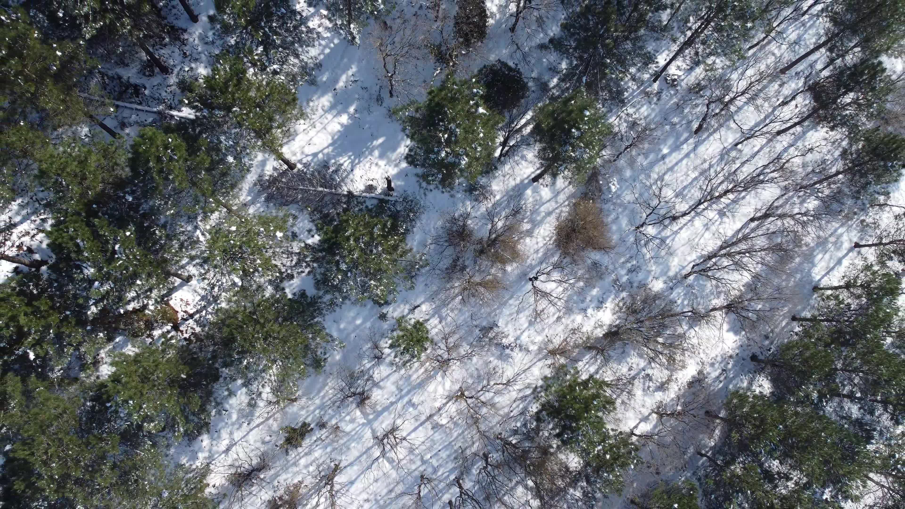 Aerial View of Snowy Forest in Winter Free Stock Video Footage, Royalty ...