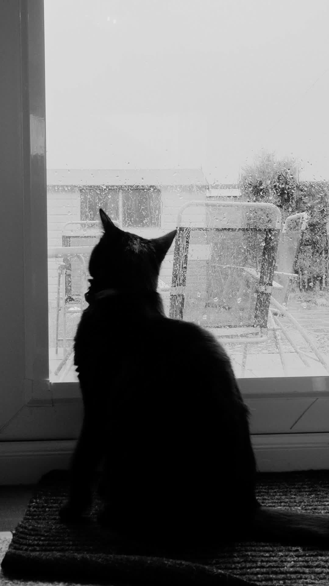 Sophie Rain Videos, Download The BEST Free 4k Stock Video Footage ...