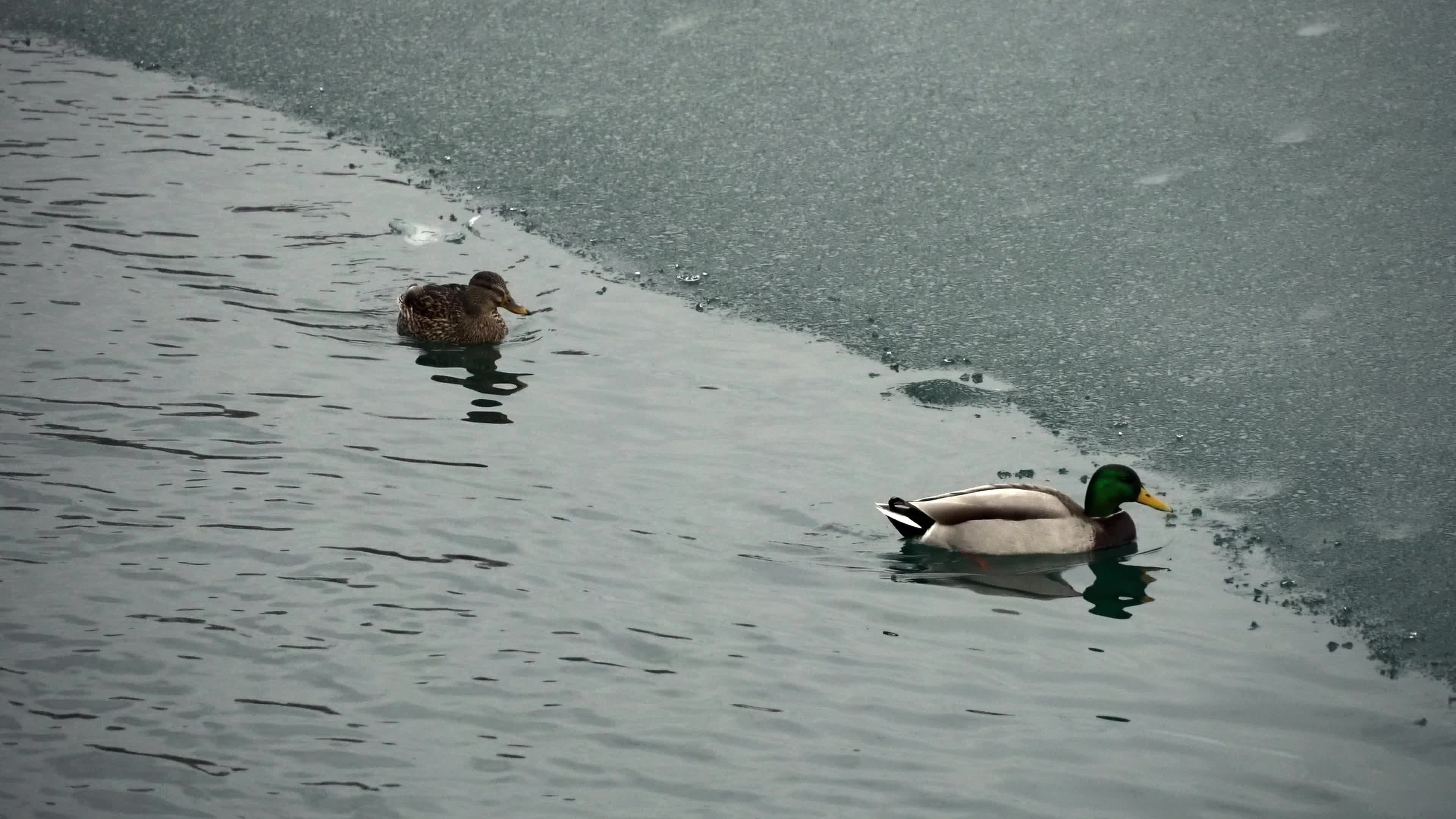 Ducks Walking on Icy Lake Surface in Winter Free Stock Video Footage ...