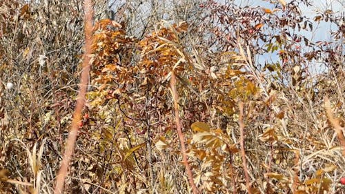 The Drying Leaves Of The Wild Trees And Plants Cause By The Hot Weather