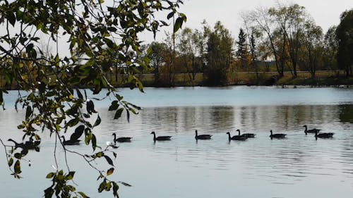 Um Bando De Cisnes Nadando Na Lagoa Perto De Uma Estrada