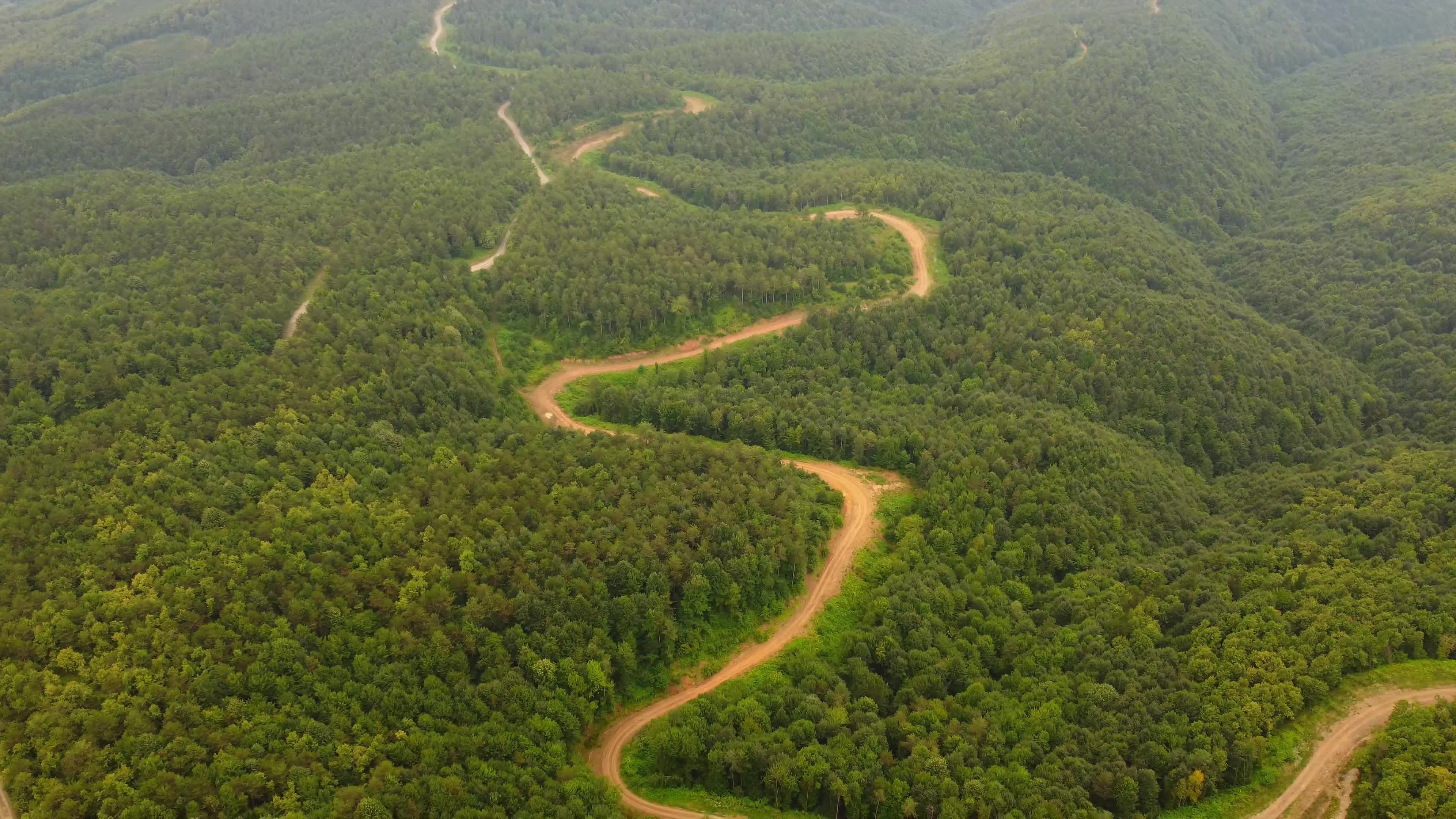 Aerial View of Winding Forest Trail in Lush Greenery Free Stock Video ...