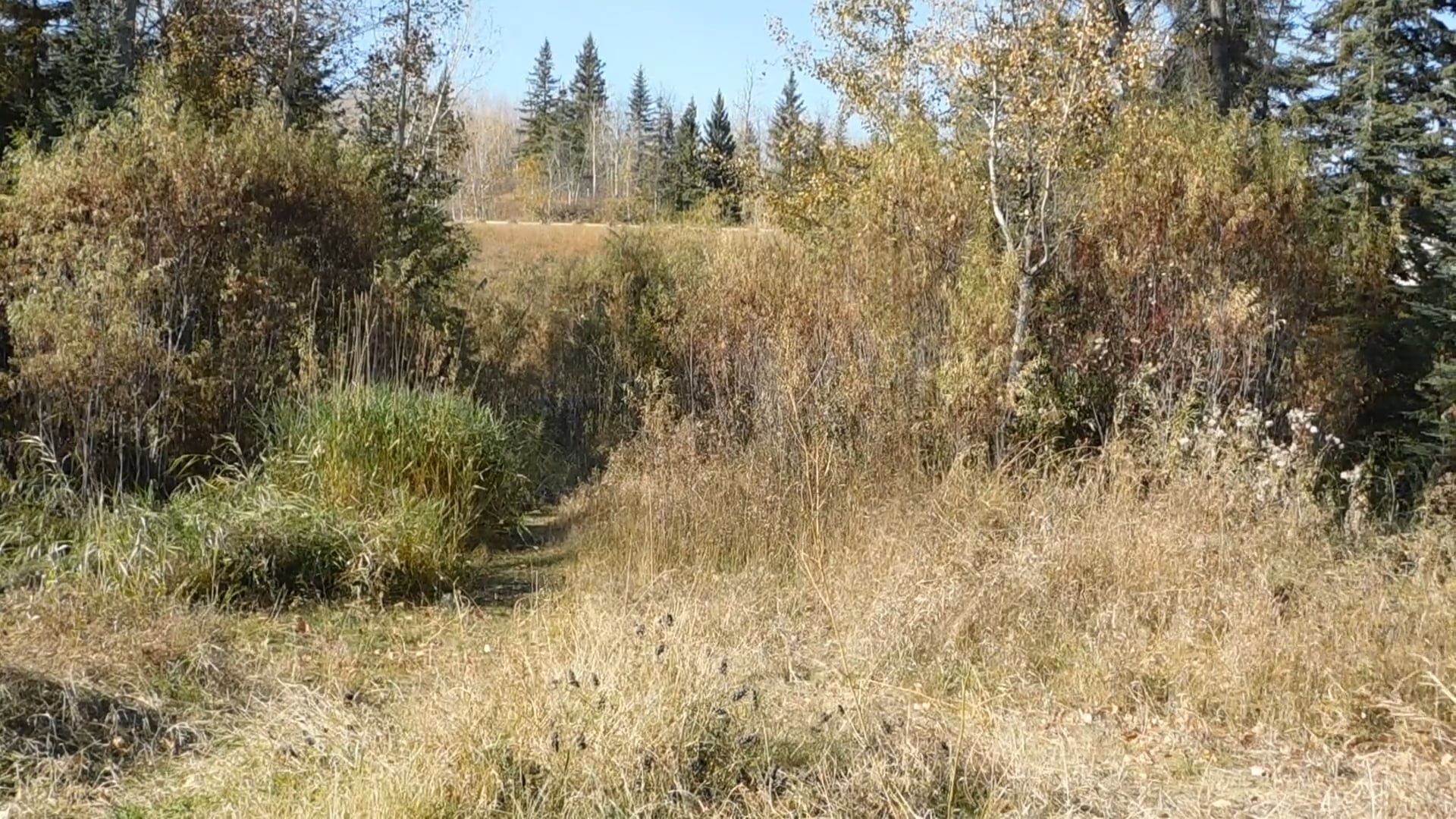 Video by Zuza Musial