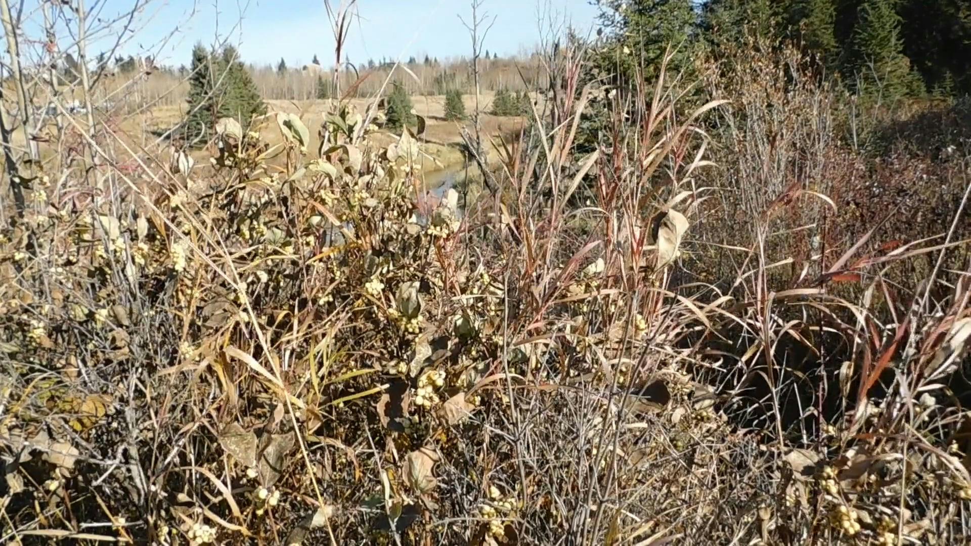 Shrubs Of A Plants Drying From Heat Exposure · Free Stock Video