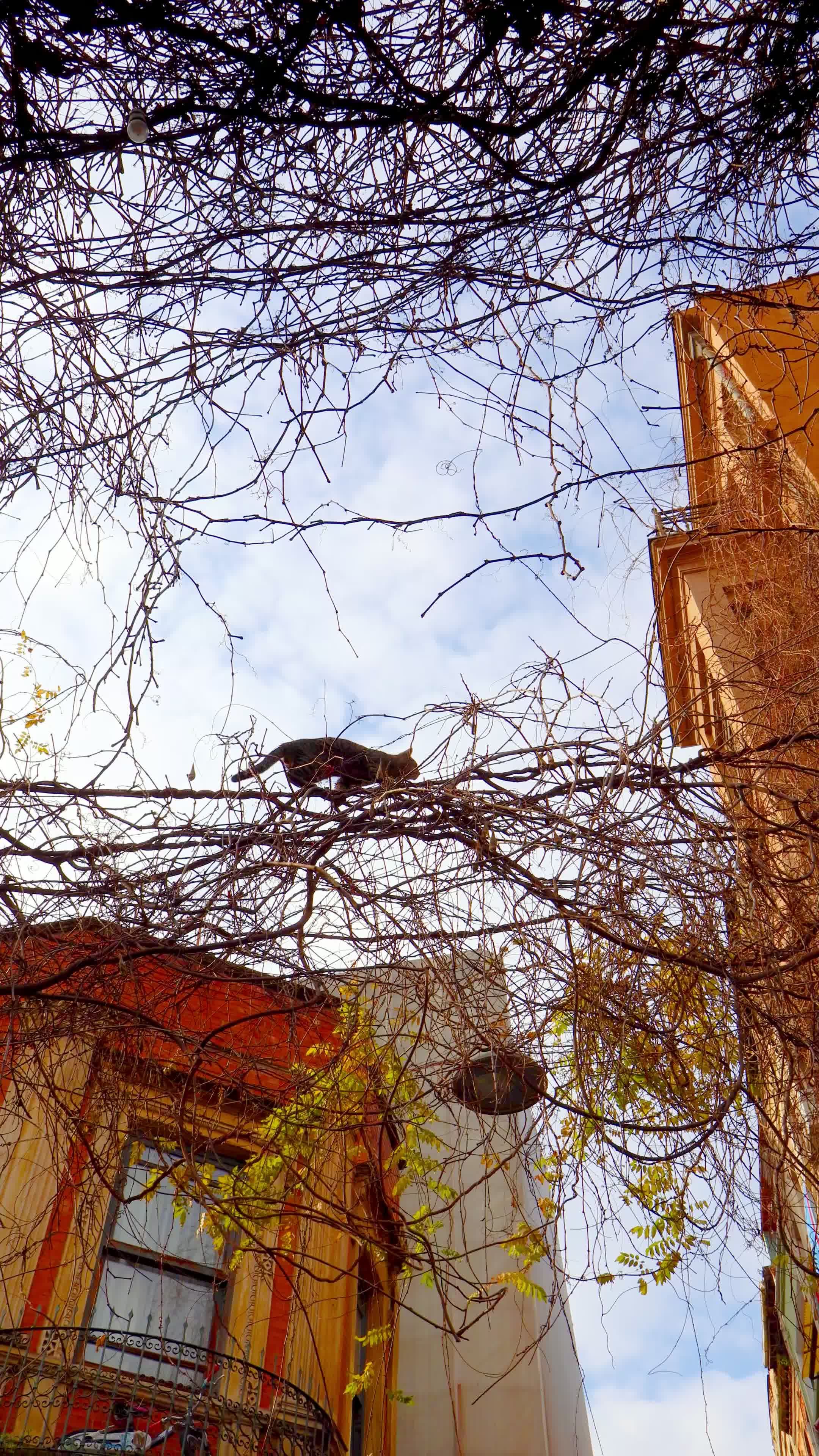 Cats, Queue Videos, Download The BEST Free 4k Stock Video Footage ...