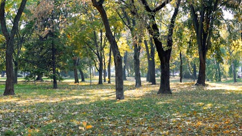 Fallende Blätter Von Den Bäumen Während Des Herbstes