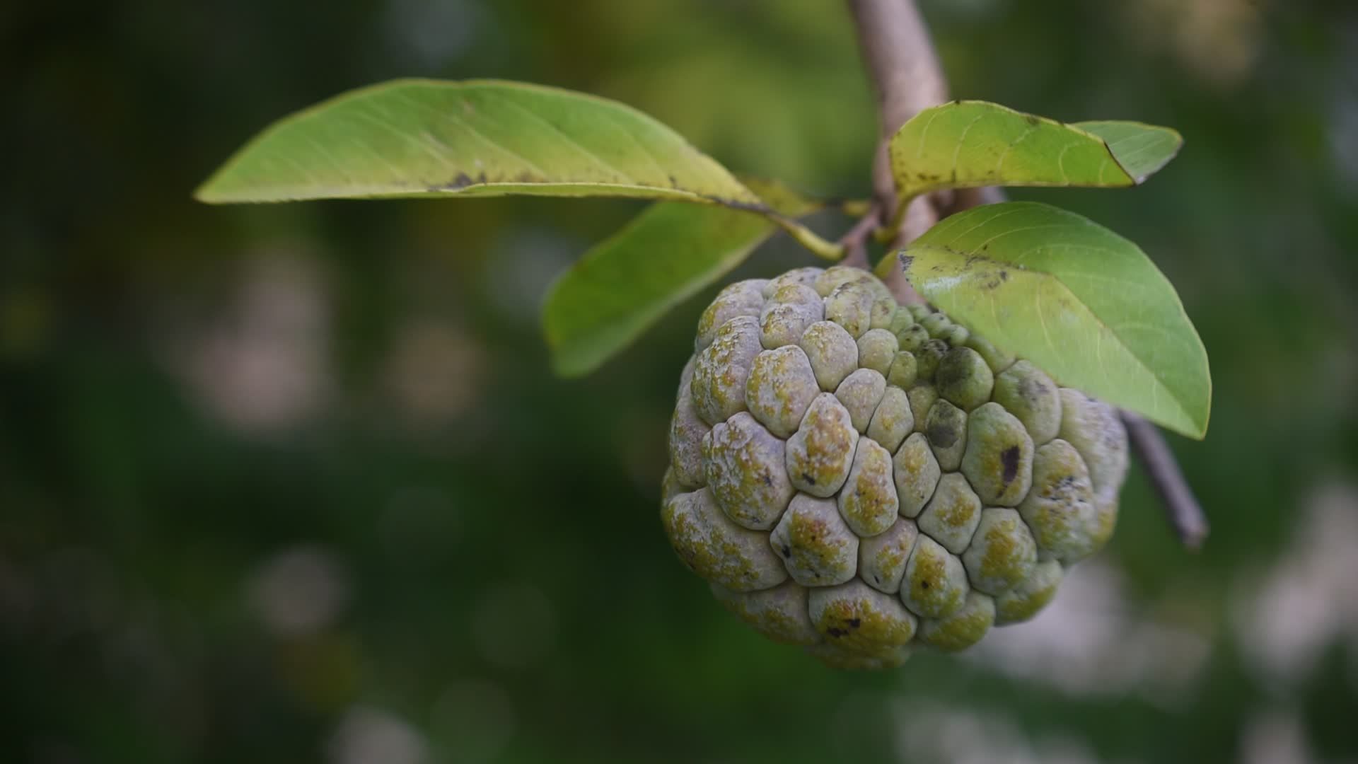 Close-up of Tropical Annona Fruit on Tree Free Stock Video Footage ...