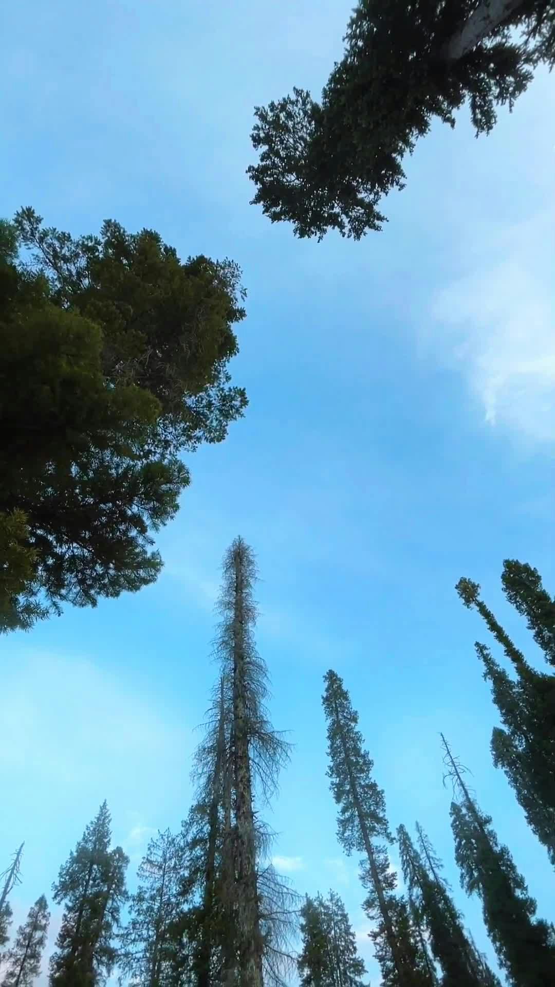 Video by Pexel Captures